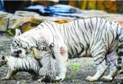 国产白虎一区,探寻东方武侠的传奇魅力