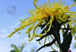 国产爆菊花,绽放民族特色的创新之花