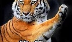 国产白虎一区,探寻东方武侠的传奇魅力